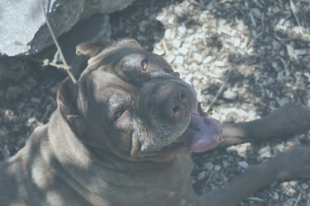 A brindle dog looking up outdoors.