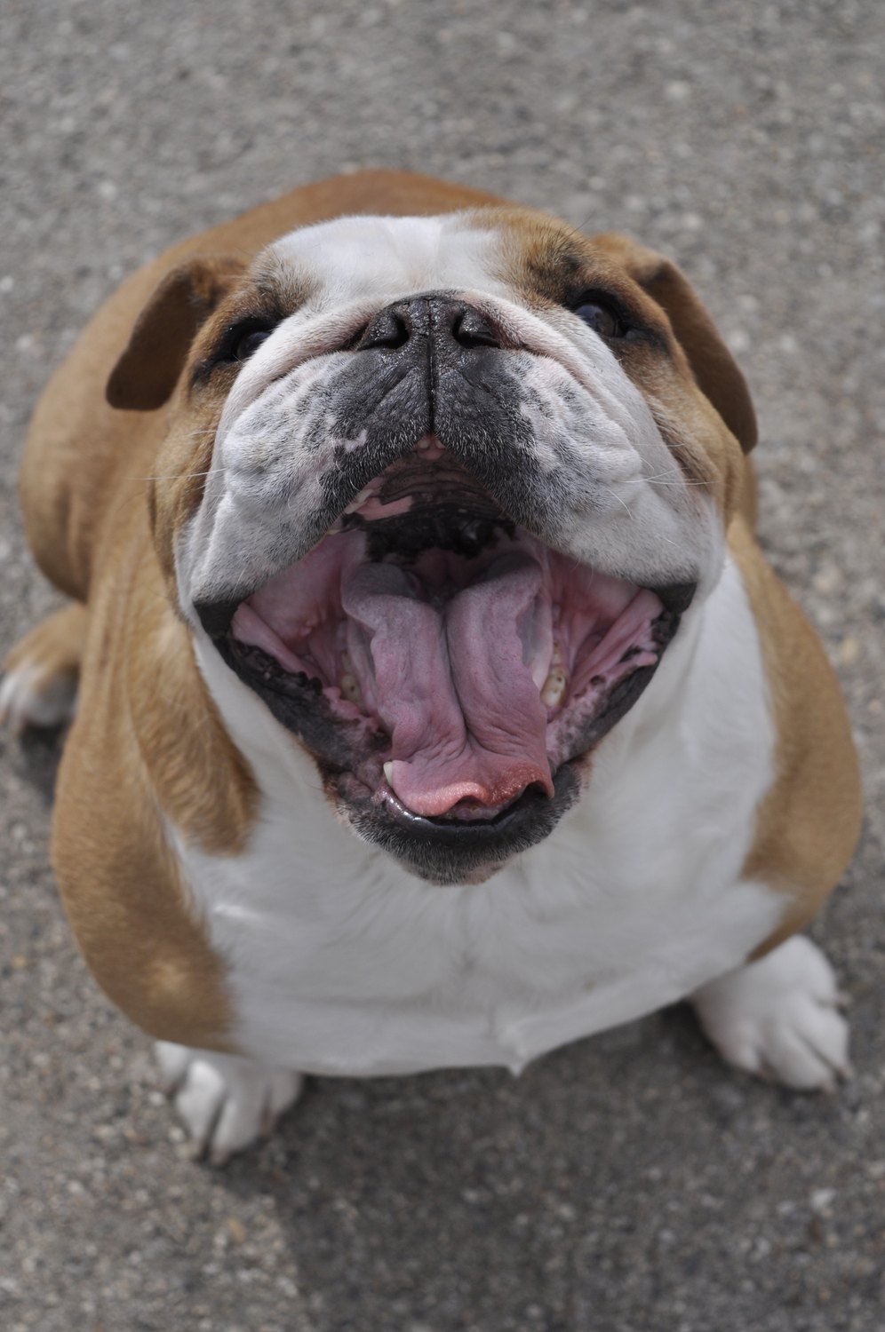 A cheerful bulldog looking up with its mouth open.