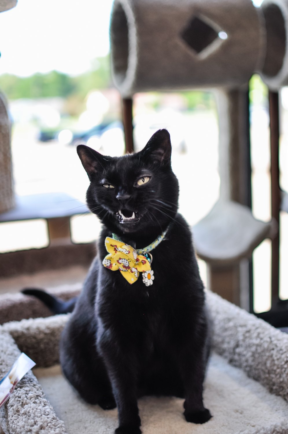 A black cat wearing a yellow flower collar in a home.