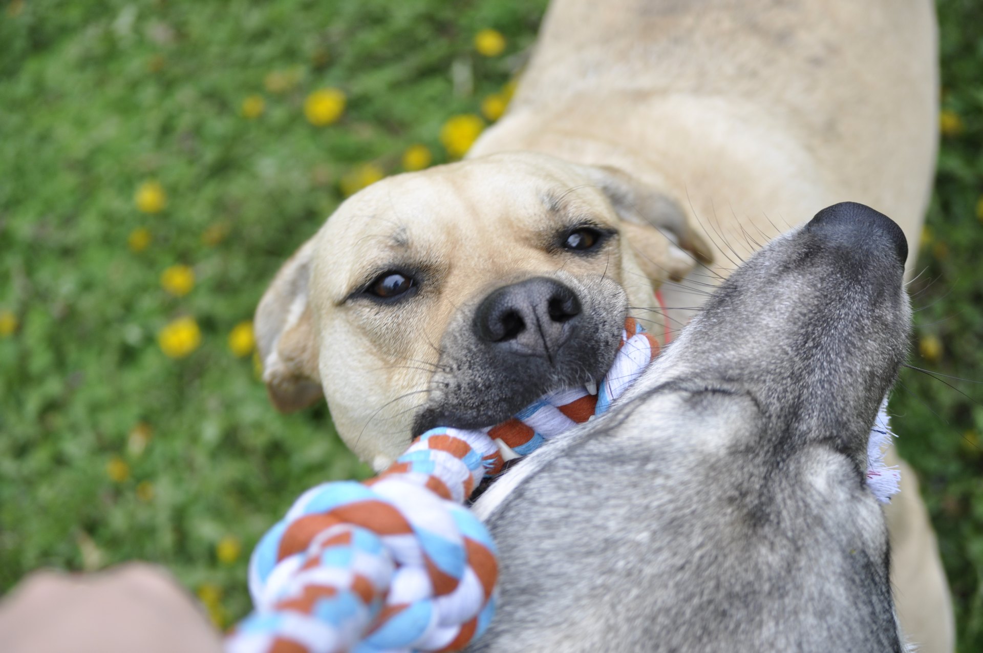 A dog and a husky playing with a rope toy outside.