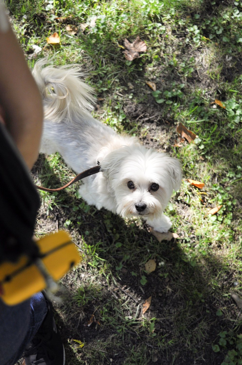 A small white dog looking at a handler on a walk.