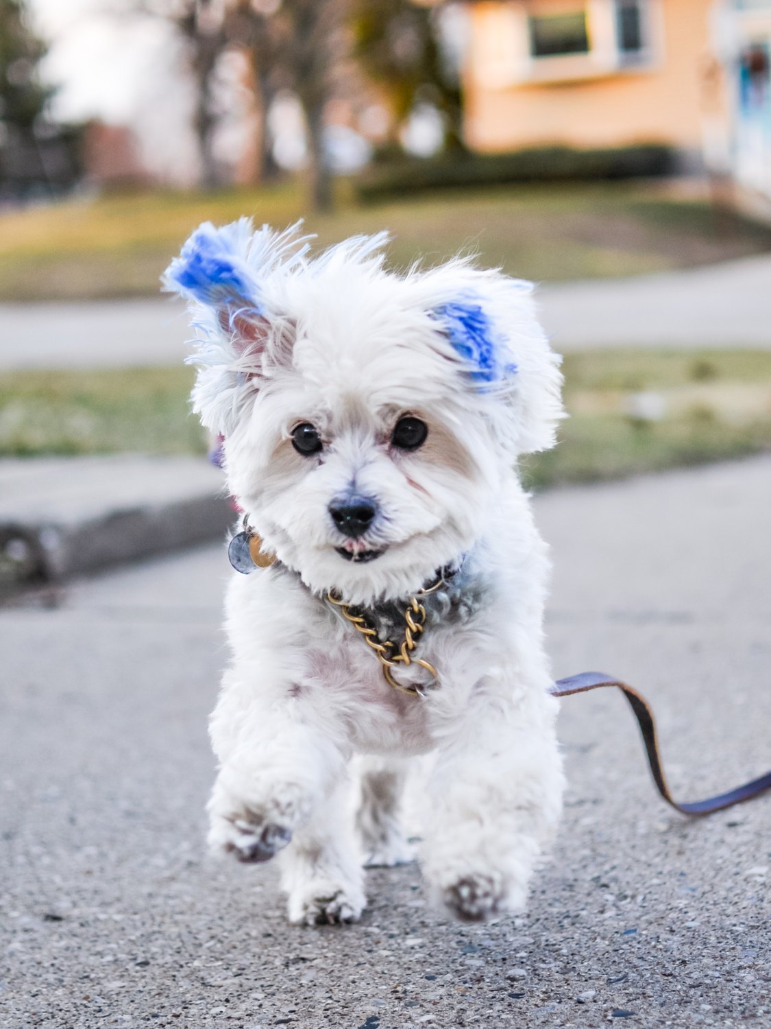 Rusty, a small white dog with blue ears, standing on a sidewalk.