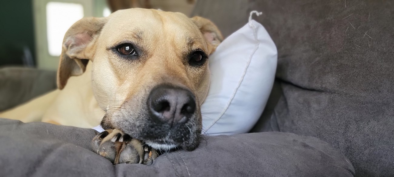 A tan dog resting on a sofa beside a pillow.