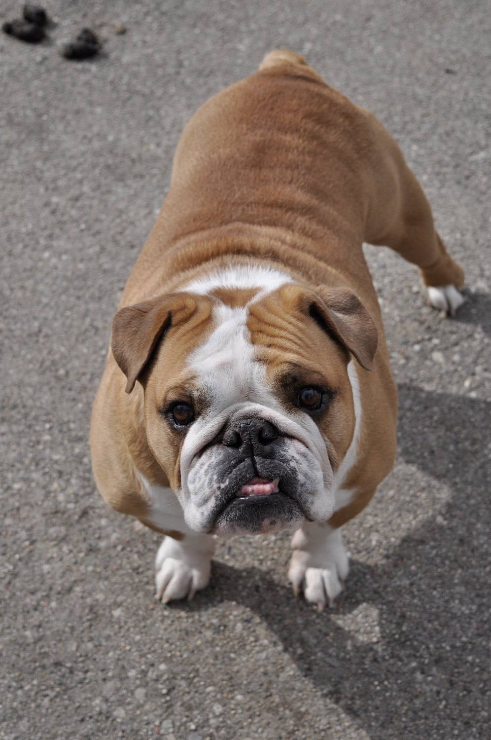 A brown and white bulldog standing on a path.