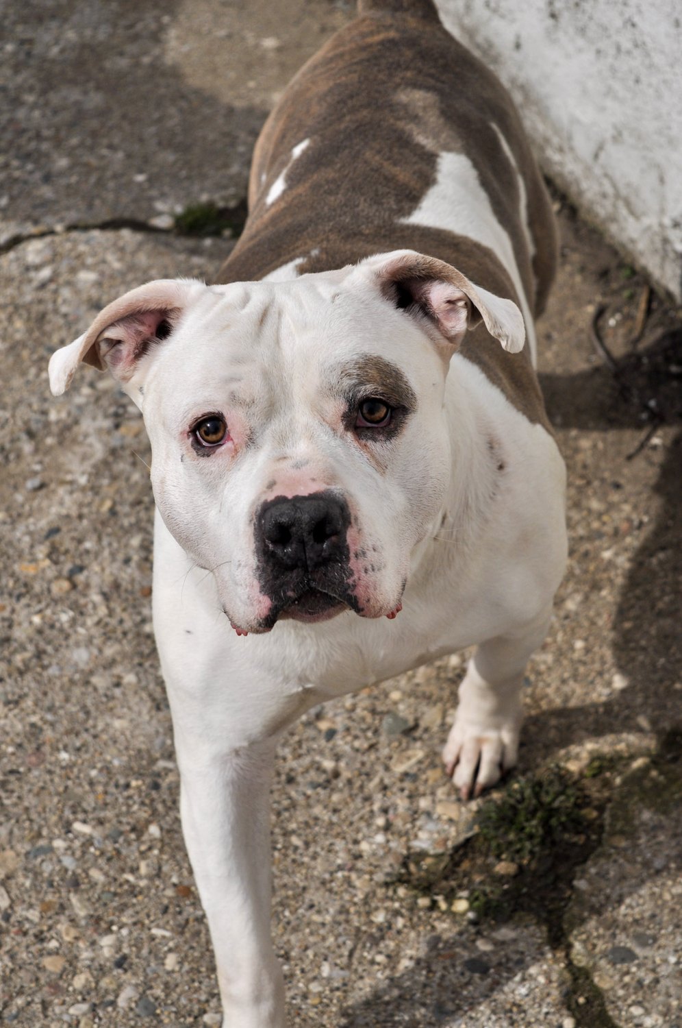 A white and tan dog looking up attentively.
