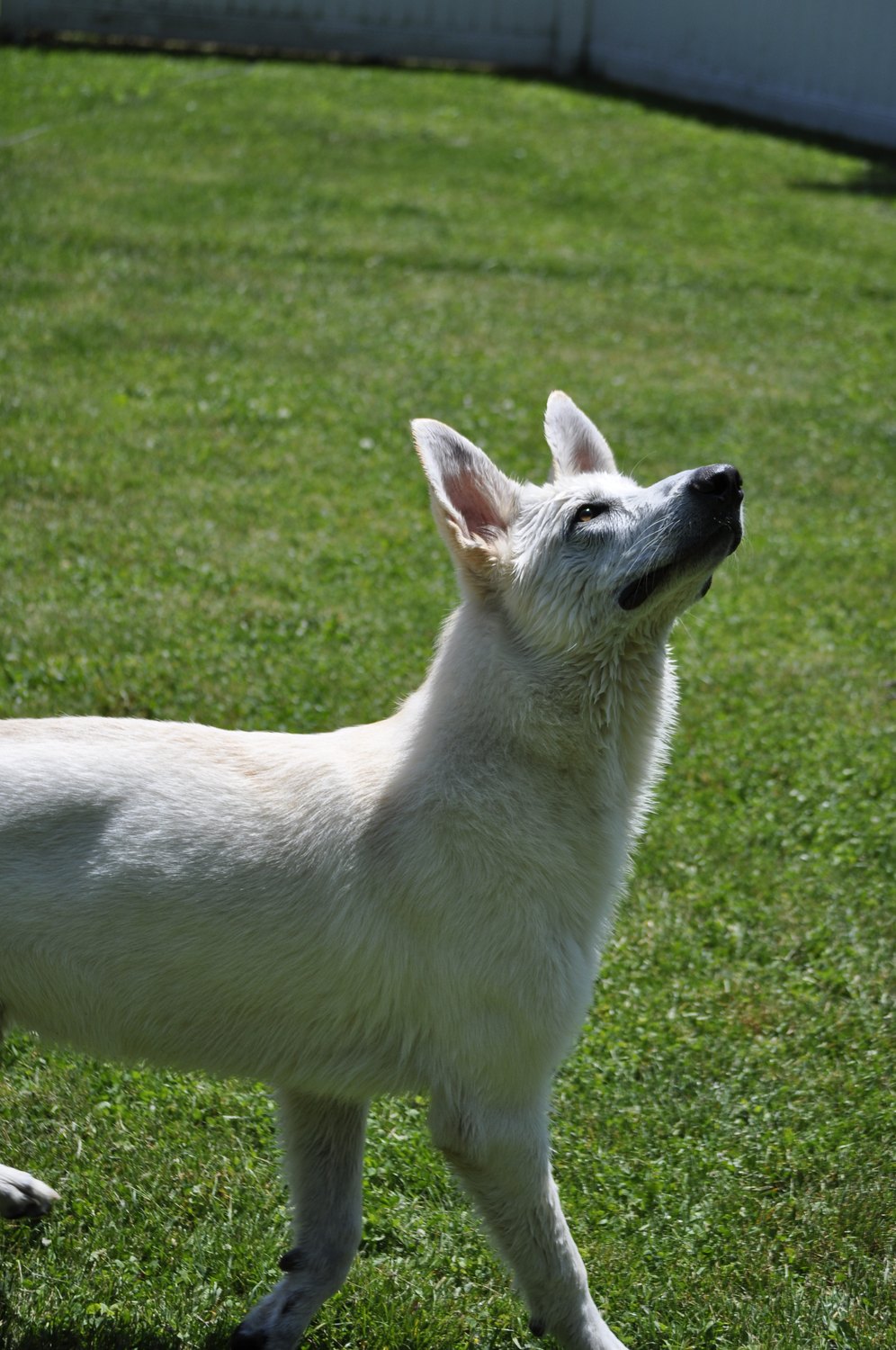 A white dog standing in the grass and looking up.
