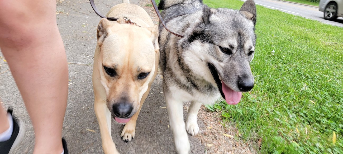 A tan dog and a grey husky walking together.