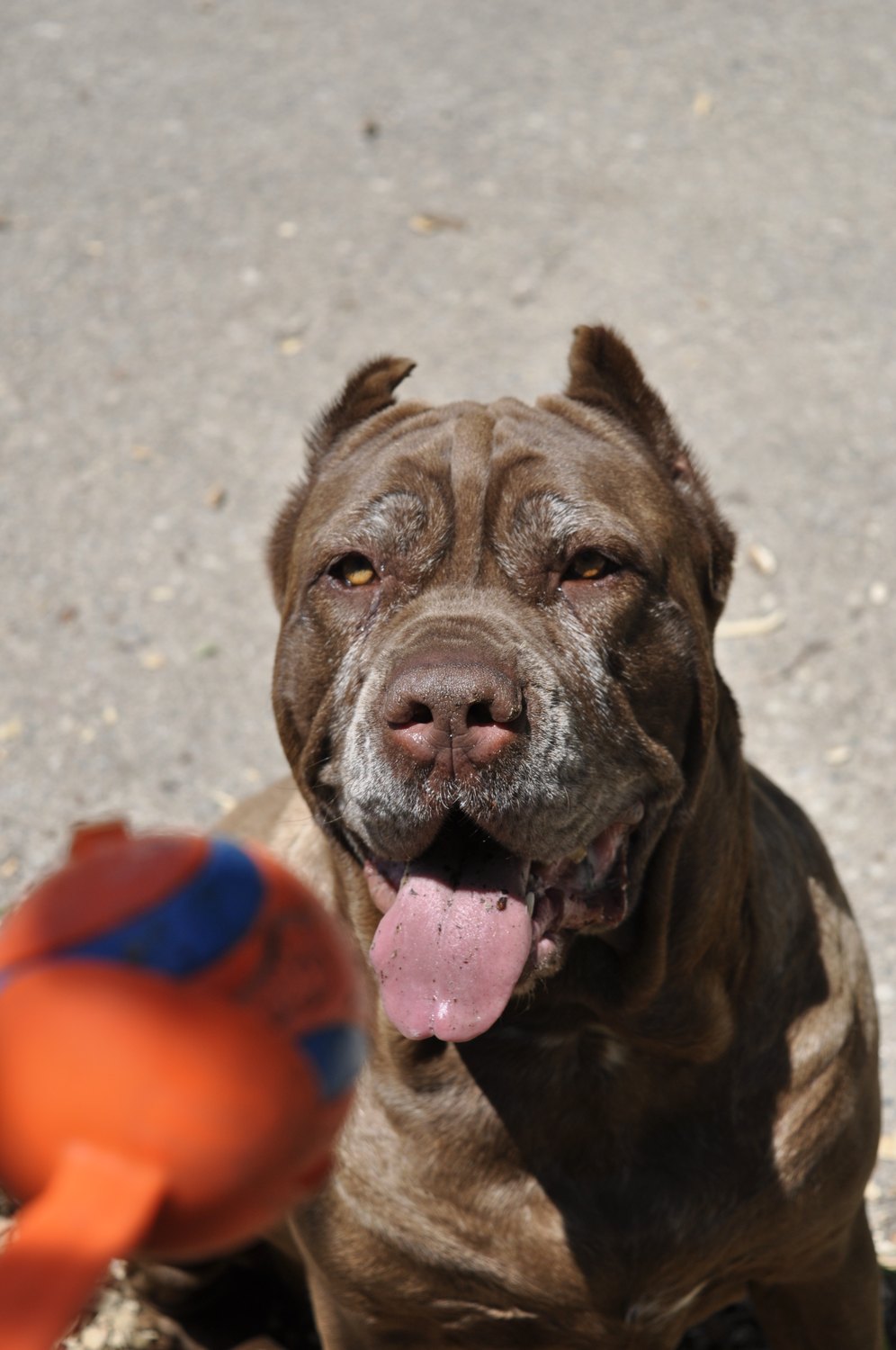 A brown dog looking up at an orange toy outdoors.